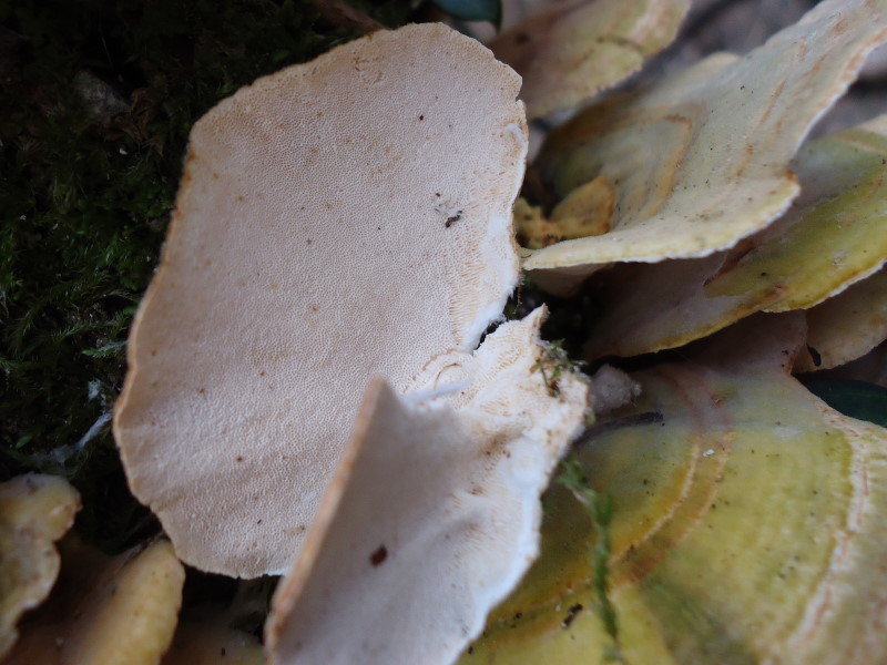 Trametes hirsuta (Trametes versicolor)